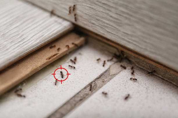 Spider Control Near Me in Tanaina, AK