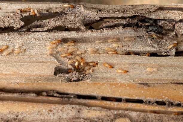 Best Flea Control Services  in Tanaina, AK